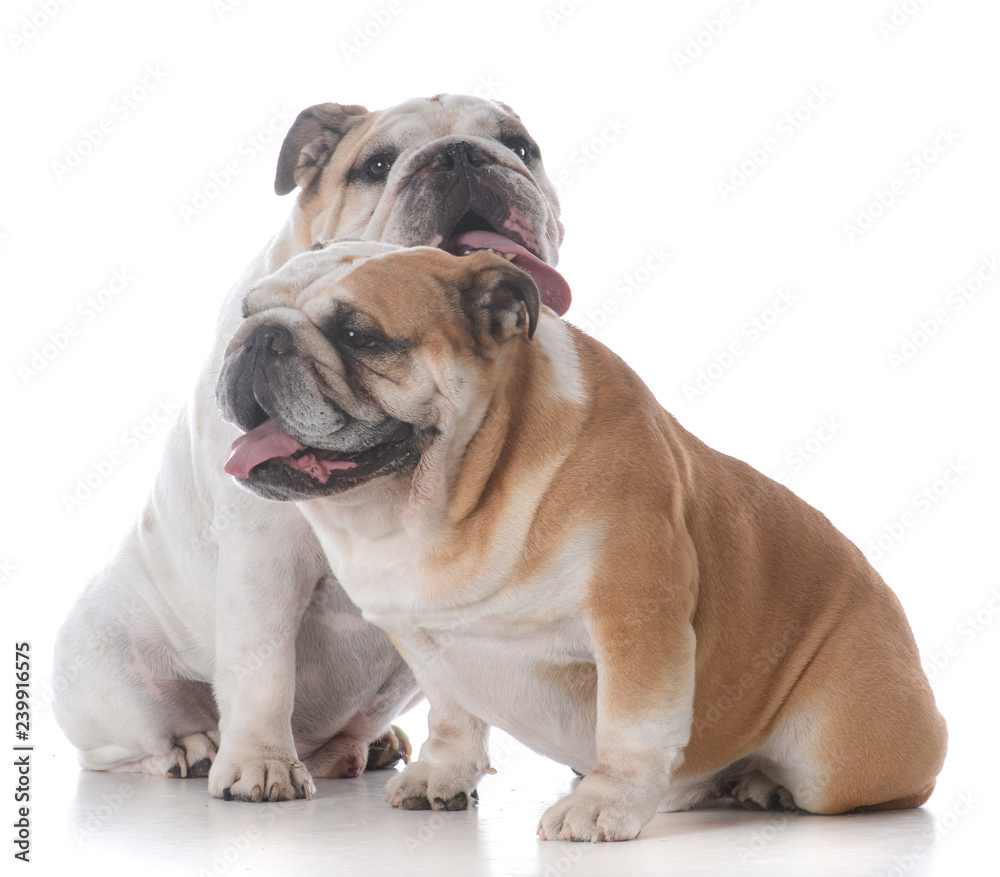 male and female bulldog puppies