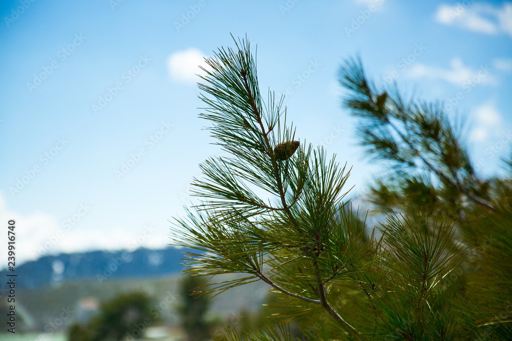 branch of spruce in the mountains of Cyprus branch of spruce in the mountains of Cyprus