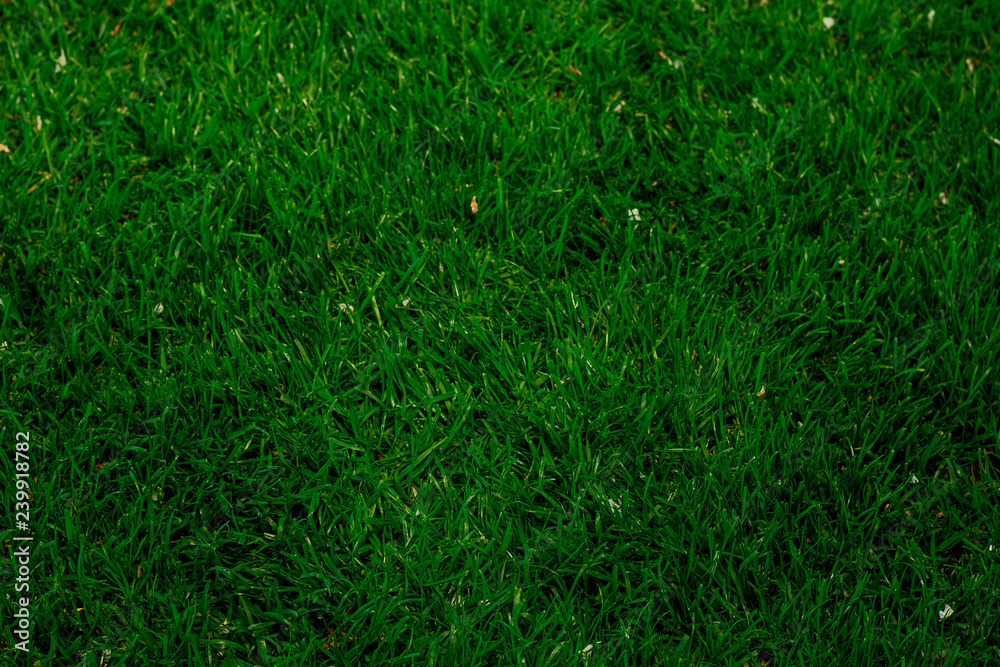 background of green grass background of green grass