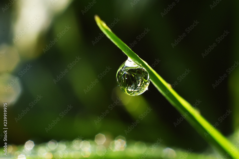 water droplet on blade of grass macro