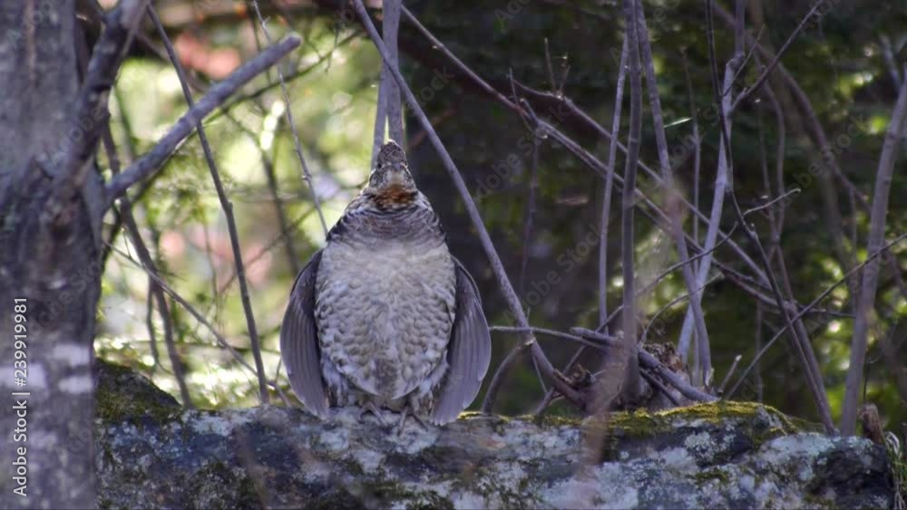 Ruffed Grouse Drumming