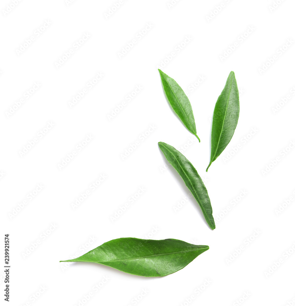 Composition with fresh green tangerine leaves and space for text on white background, top view