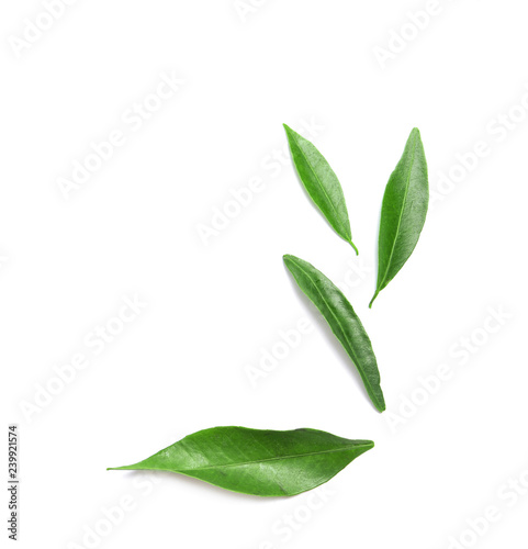 Composition with fresh green tangerine leaves and space for text on white background, top view