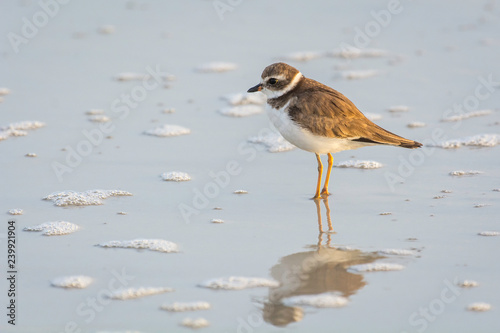 Semi-palmated Plover © Mark