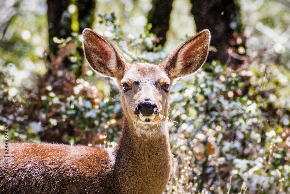 Obraz premium Close up of Black tailed deer head in the forests on top of Mt Hamilton, San Jose, south San Francisco bay area, California