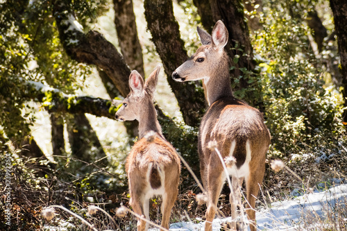 Two Black tailed deer (view from behind) in the forests on the top of Mt Hamilton on a rare winter day with snow, San Jose, south San Francisco bay area, California
