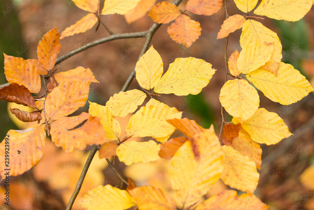 Golden Autumn Leaves in Plitvice Lakes National Park Croatia