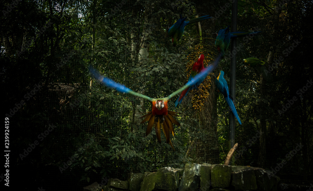 Red macaw flying