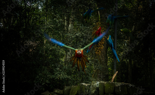 Red macaw flying