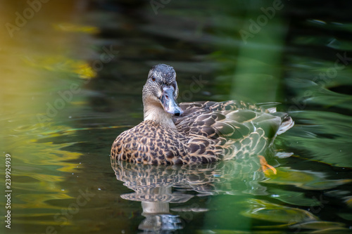 Mallard Duck in a pond on Granville Island in Vancouver, British Columbia, Canada
