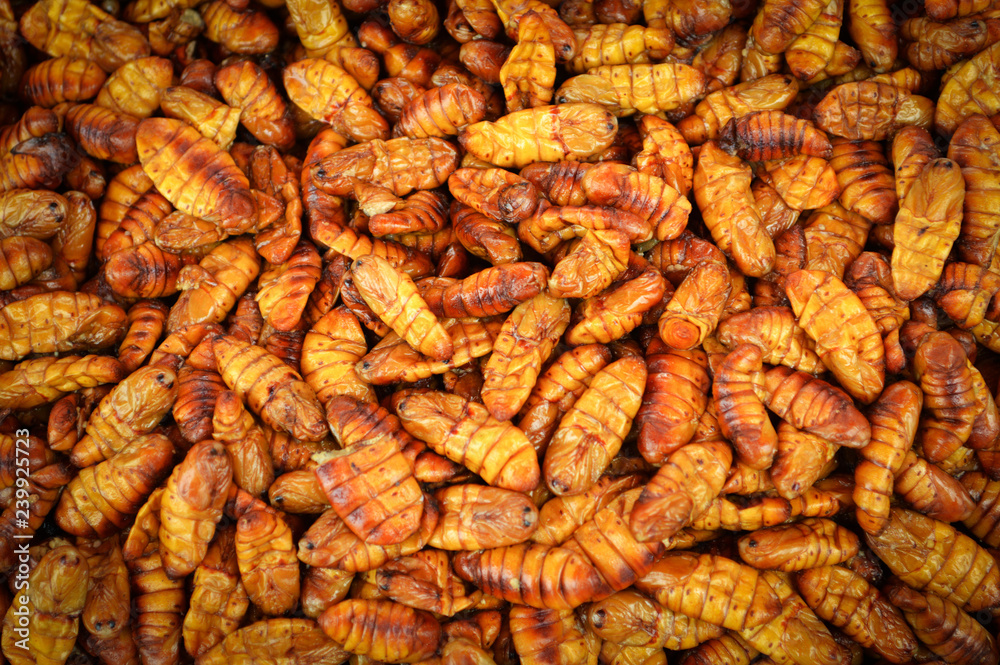 Worm insect fried crispy fried silk worms bamboo insect protein rich food Pupa Chrysalis in street food in thai Worm insect fried crispy fried silk worms bamboo insect protein rich food Pupa Chrysalis in street food in thai