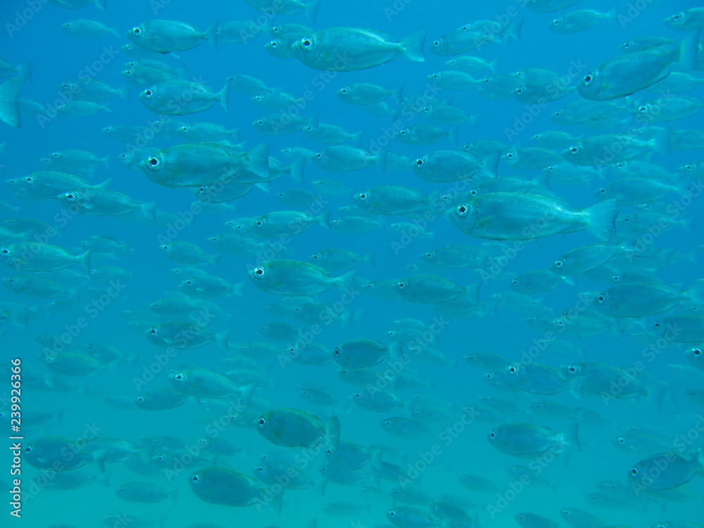 peces peces