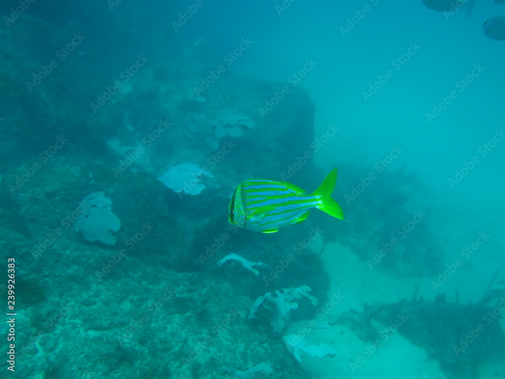 peces peces