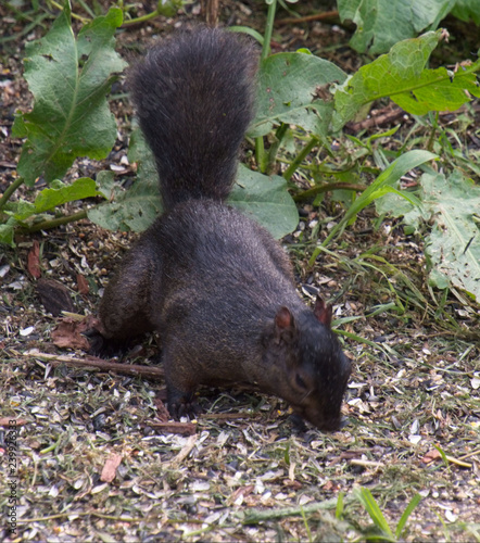 Black Squirrel