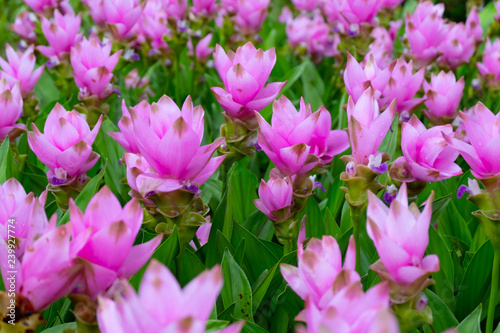 Fototapeta Naklejka Na Ścianę i Meble -  Pink Siam Tulip or Krachai flower field blooming background at Thailand