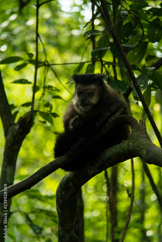 Obraz premium Monkey