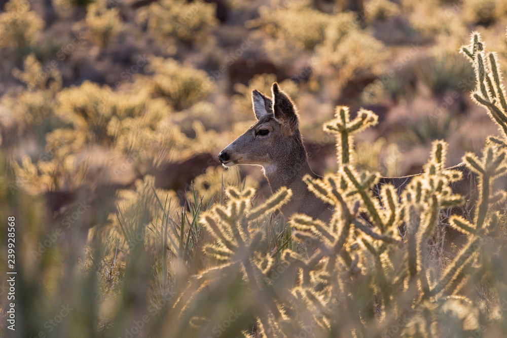Fototapeta premium Close up of Mule Deer and cholla cactus. Shot taken at Red Rock Canyon National Conservation Area near Las Vegas, Nevada.