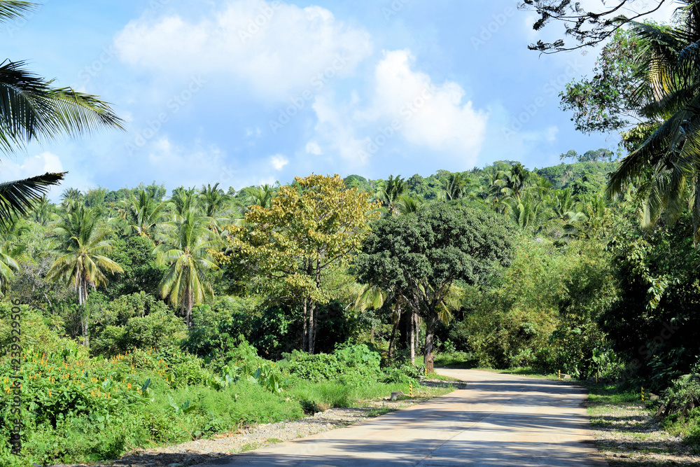 Country road through the jungle. Philippines. Palawan.