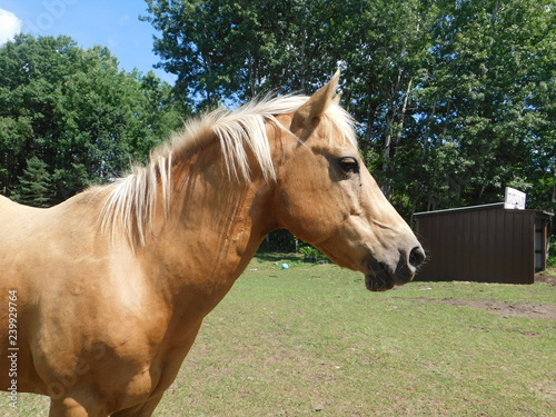 portrait of a horse photo