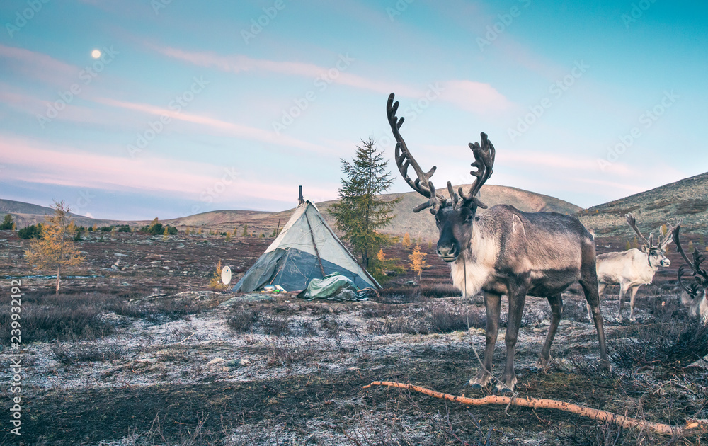 Fototapeta premium wspaniały biały jeleń w północnej Mongolii