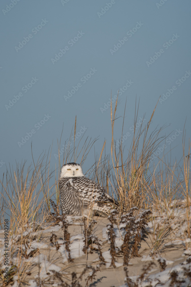 Snowy Owl on dune