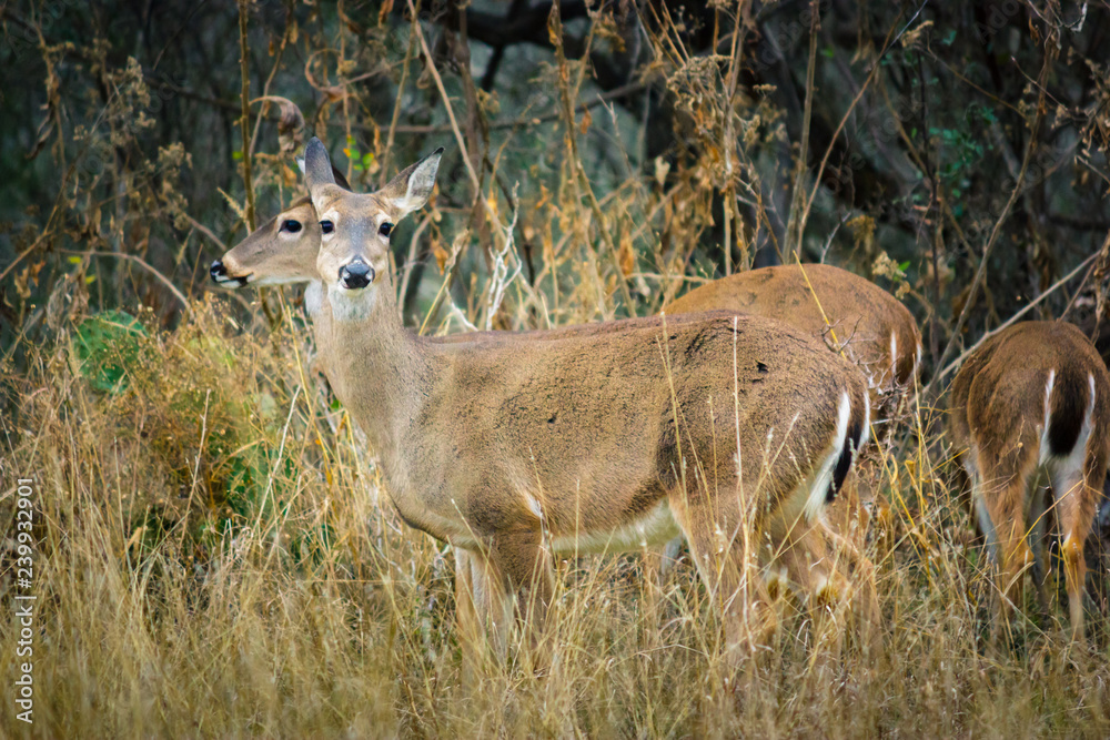 Some deers eating grass in Mckinney Falls State Park Some deers eating grass in Mckinney Falls State Park