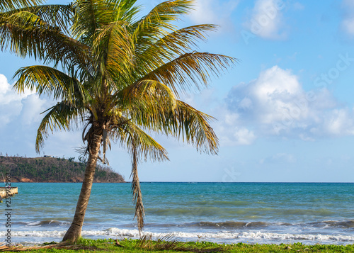 A palm tree next to the sea on a caribbean island © William