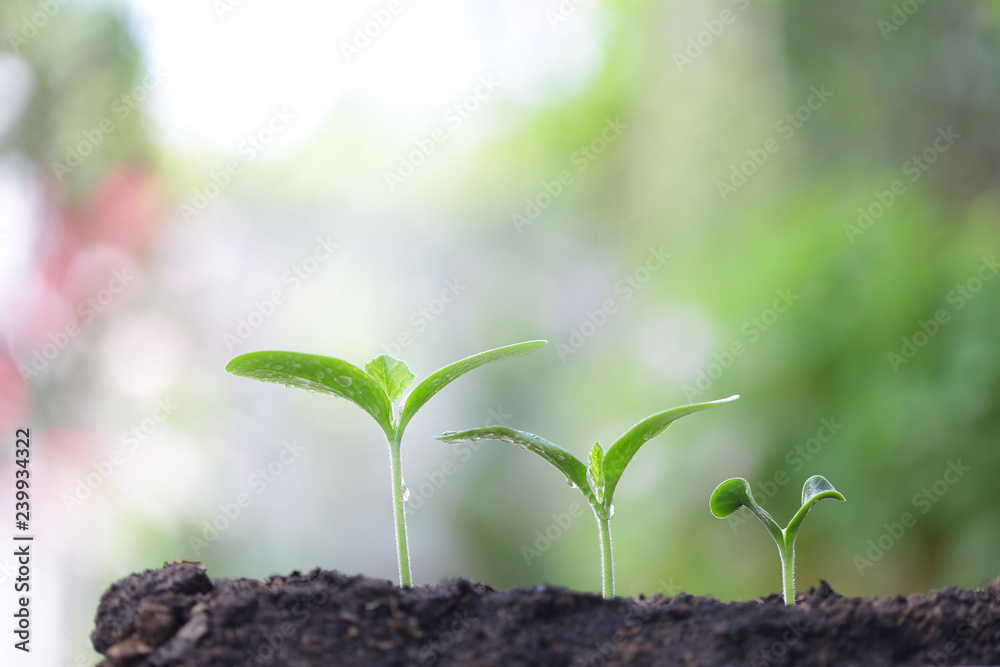 Fototapeta premium Young greens plant growing