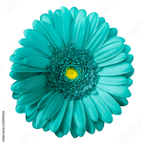 Gerbera turquoise flower  on white isolated background with clipping path.  no shadows. Closeup.  Nature. photo