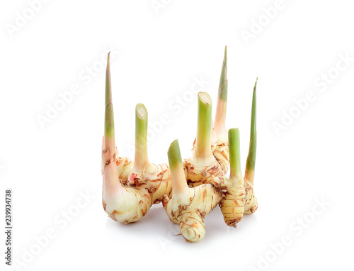 Greater galangal isolated on the white background