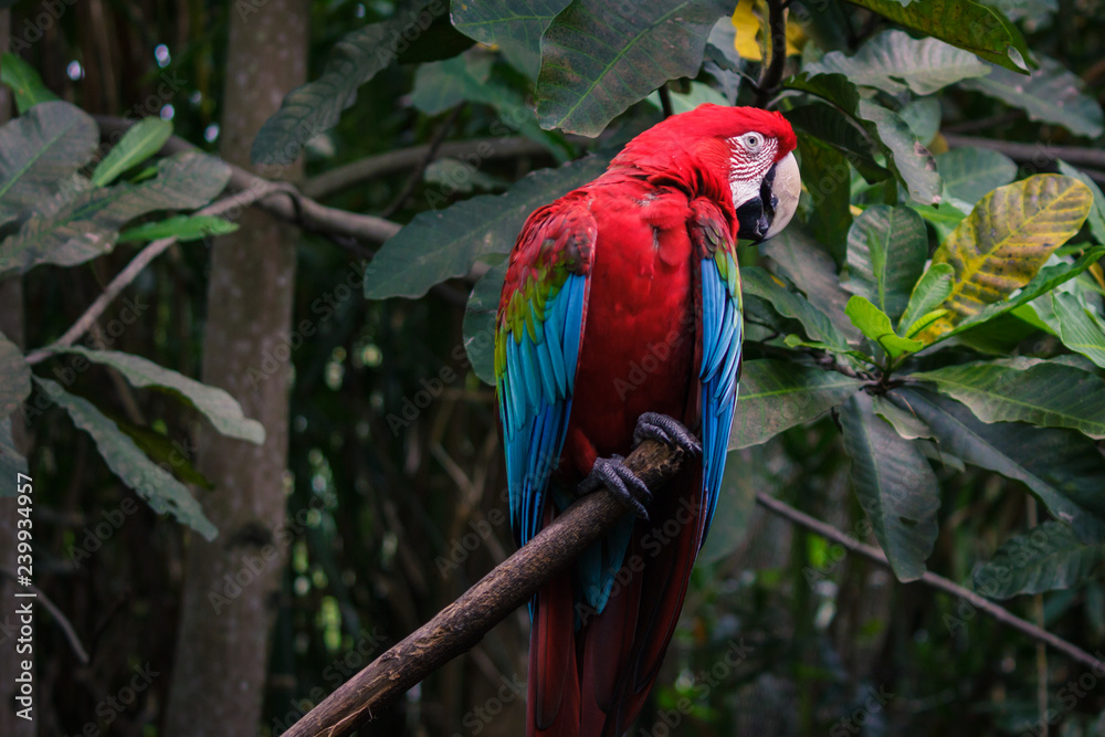 Red big parrot