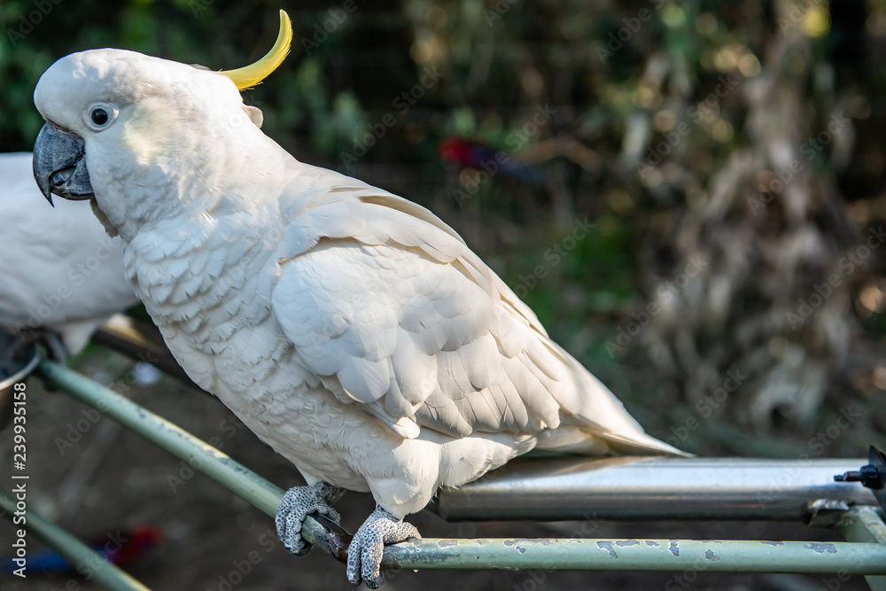 Obraz premium A Parrot