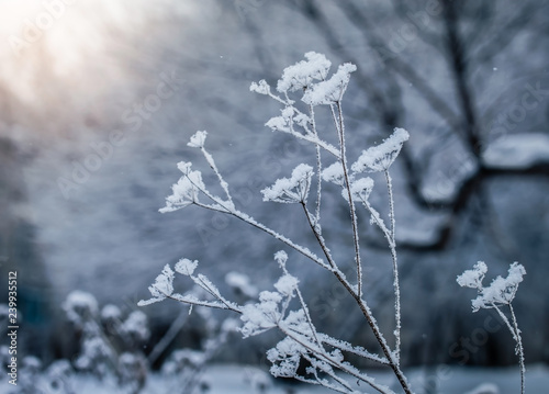 Dry plant covered with snow © Grigoriy Lukyanov