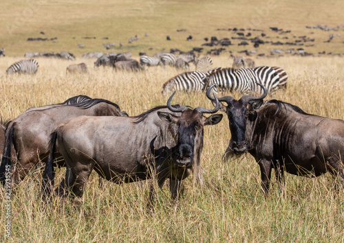 Herd of wildebeest and dazzle of zebra grazing in the tall grass of the Masai Mara in Kenya during the  wildbeest migration