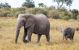 Adult and calf African elephants, Loxodonta africana, walking in landscape with tall grass and green trees in background