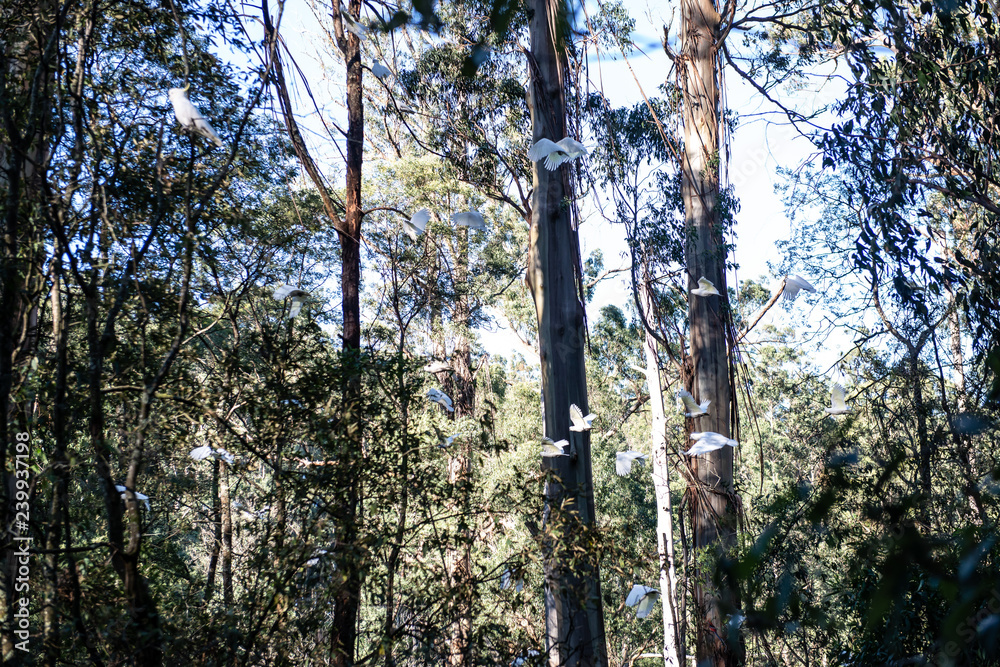 Fototapeta premium Landscape in Forest