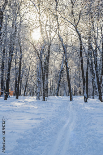 Ski track among the trees © Тищенко Дмитрий