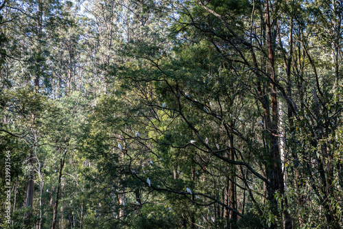 Landscape in Forest