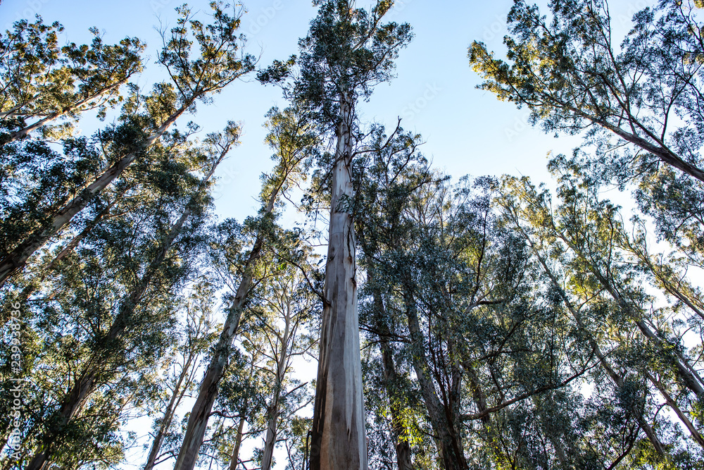 Obraz premium Landscape in Forest