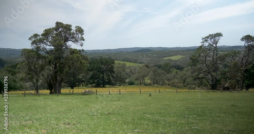 A wide shot of a big Cyprus tree on rural farmland in Victoria Australia. photo