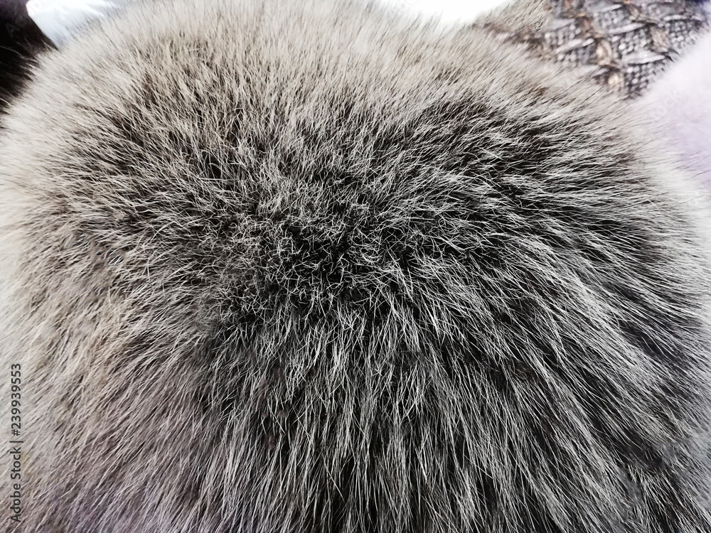 Background texture soft natural fur, . Close-up, selective focus, side view, copy space.