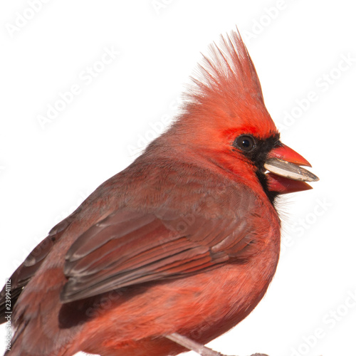 cardinal isolated on white background © natmacstock