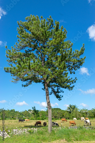 Brown, whote, black and spotted cows grazing on a field beneath a Pine Cone (Conifer) Tree in rural Jamaica photo