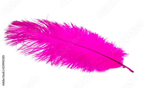 color ostrich feather isolated