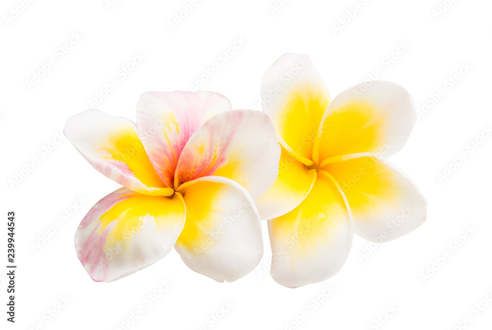 plumeria flower isolated