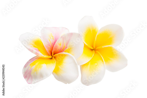 plumeria flower isolated © ksena32