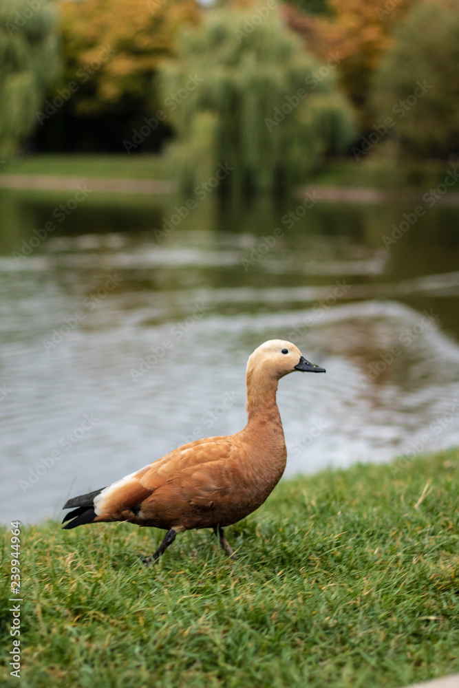Russian brown duck in swan lake in Moscow Russian brown duck in swan lake in Moscow