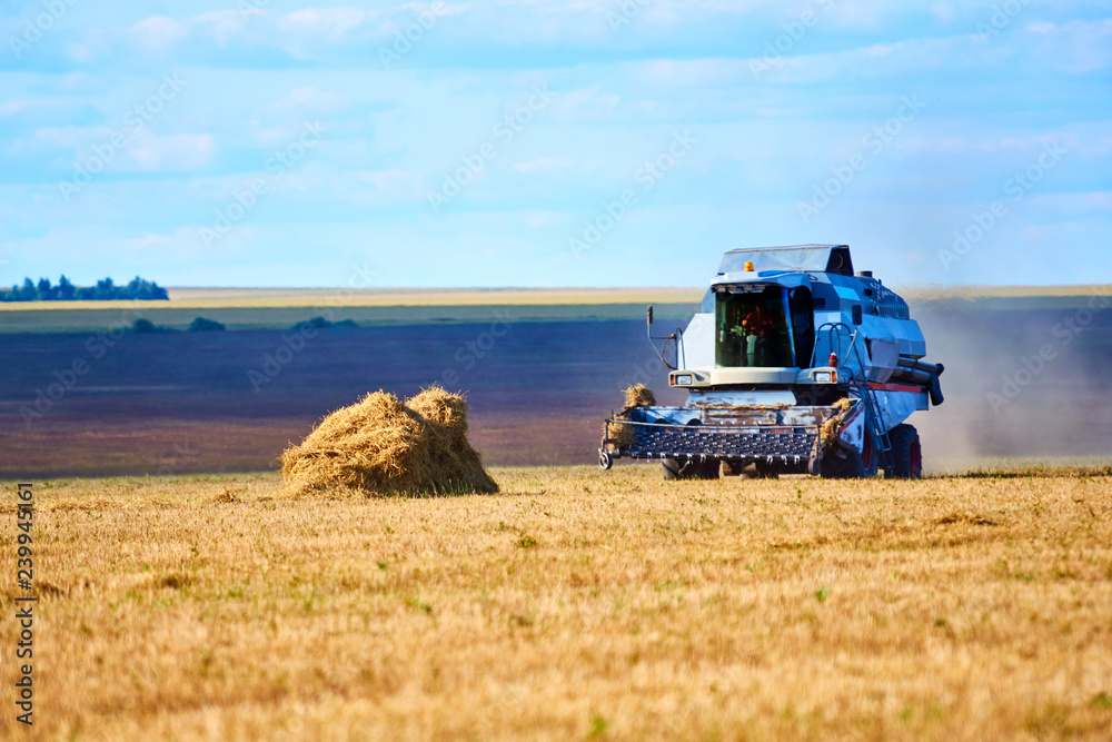 Obraz premium Grain harvesting combine. Combine harvesters working on a golden wheat field. Harvesting wheat harvester on a sunny summer day