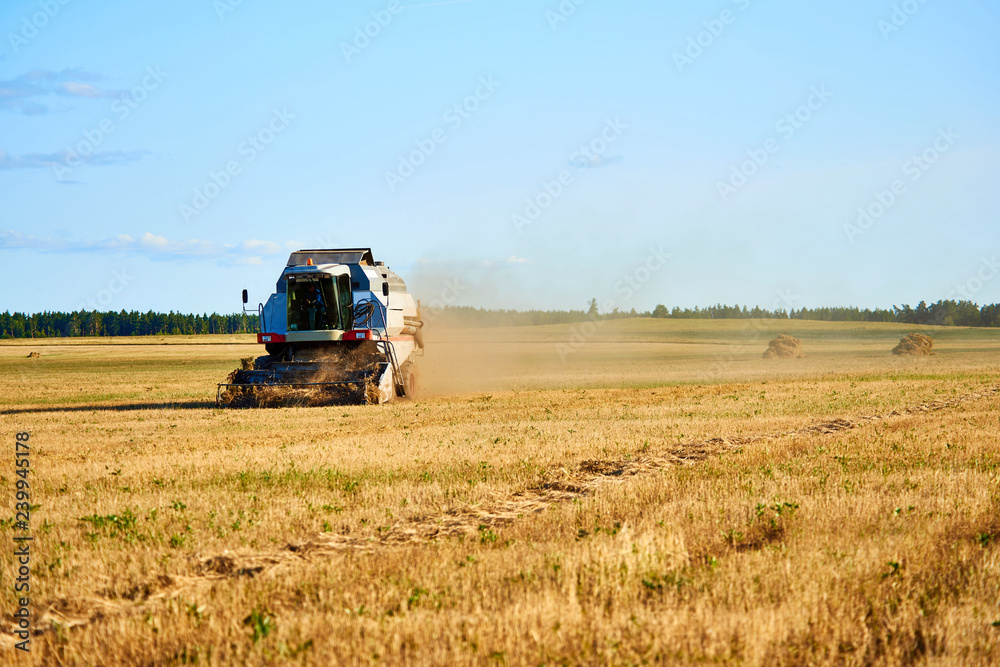 Fototapeta premium Grain harvesting combine. Combine harvesters working on a golden wheat field. Harvesting wheat harvester on a sunny summer day