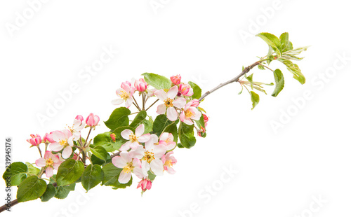 branch with flowers of apple